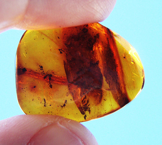 Image:Ants in amber.jpg