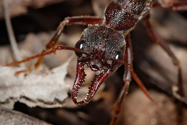 Image:Bullant head detail.jpg