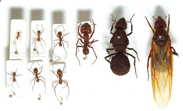 Image:Atta.cephalotes.gamut.selection.jpg