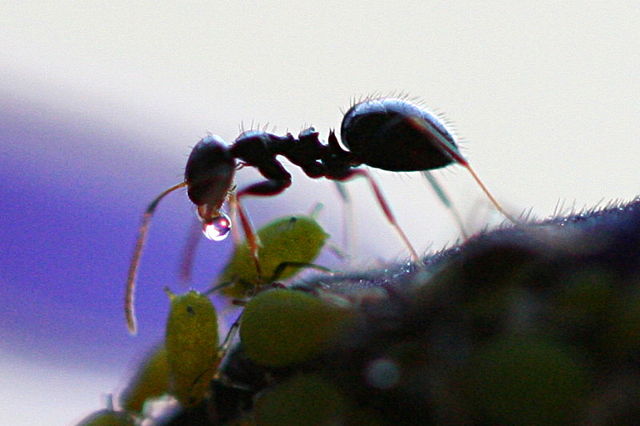 Image:Ant Receives Honeydew from Aphid.jpg