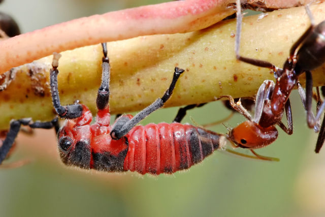 Image:Common jassid nymph and ant.jpg