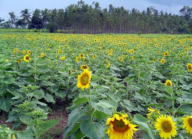 Image:Sunflower farm.jpg