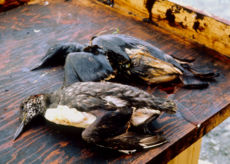 Wildlife was severely affected by the oil spill