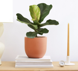 fiddle leaf fig in a burnt orange planter sitting on a stack of books