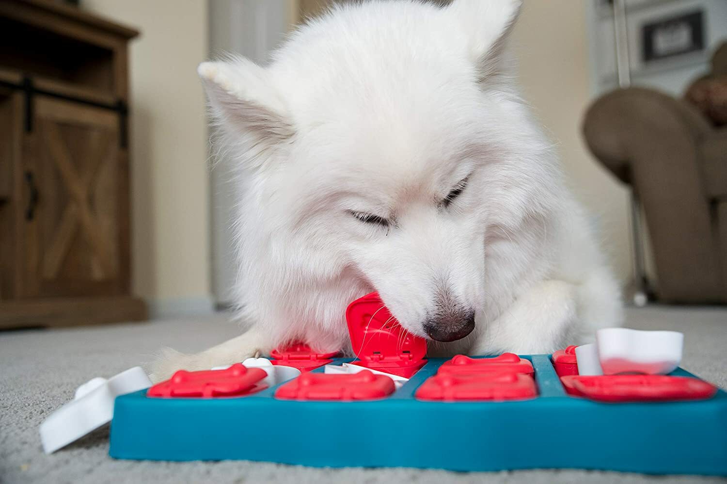fluffy white dog playing with puzzle toy in house