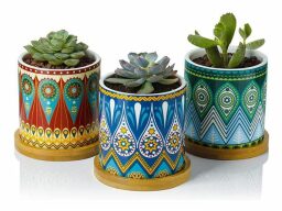Three succulents in colorful patterned pots