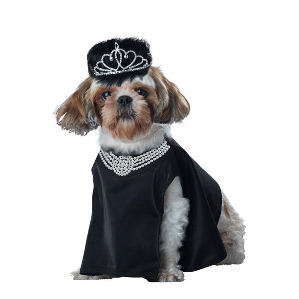 dog in Audrey Hepburn halloween costume