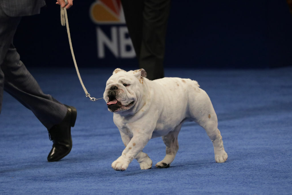Non-Sporting Group Winner, Bulldog named "Winter".