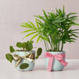 small plant next to medium plant with bows around their planters