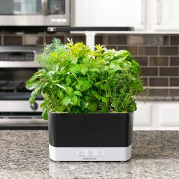 AeroGarden Harvest on kitchen countertop