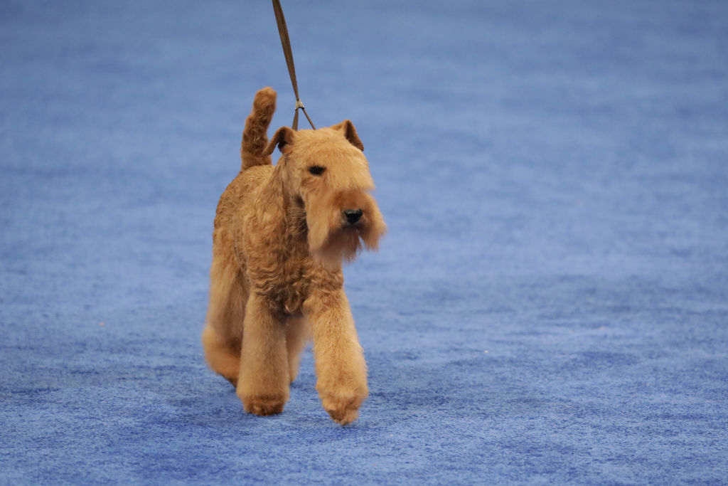 Terrier Group Winner, a Lakeland Terrier named "MM".