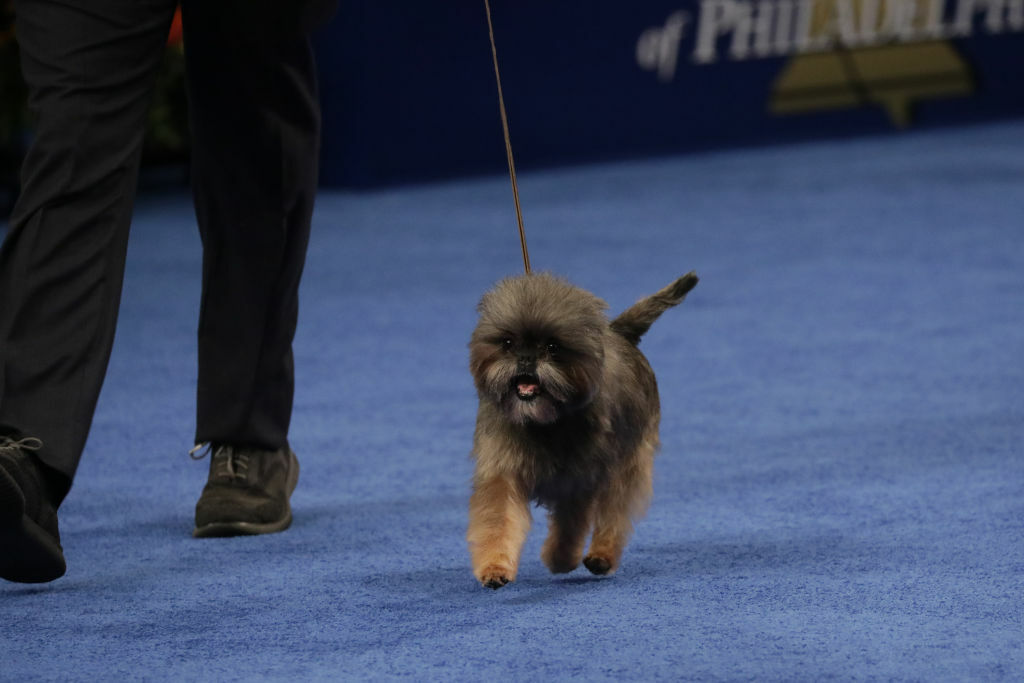 Toy Group Winner, an Affenpinscher named "Chester".