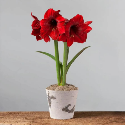 three red flowers in a pot