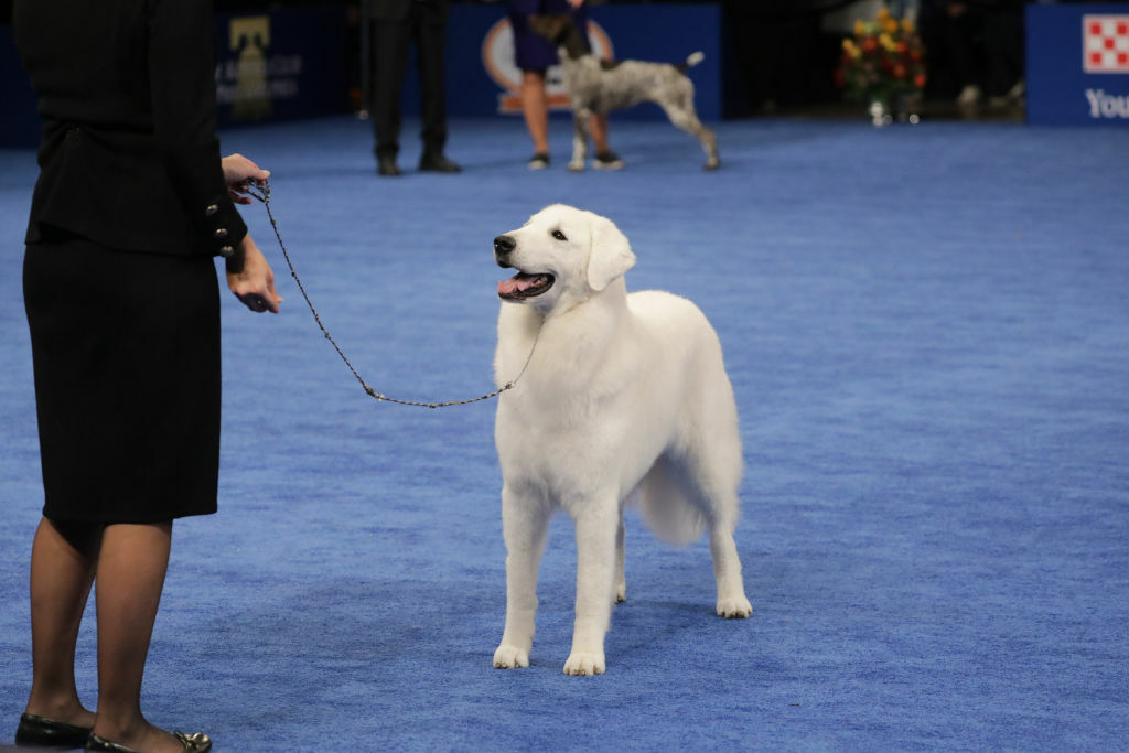 Working Group Winner, a Kuvasz named "Mo'ne".
