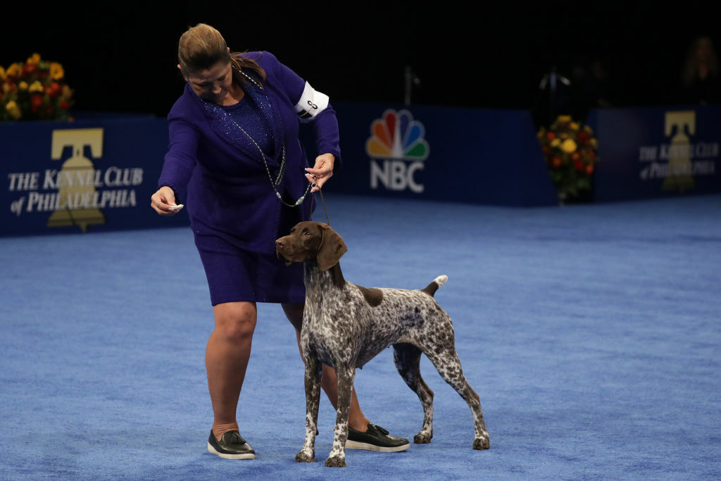 Sporting Group Winner, a German Shorthaired Pointer named "Jade".