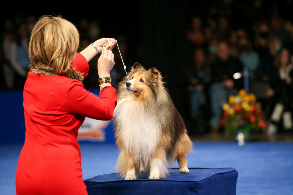 A Shetland Sheepdog.