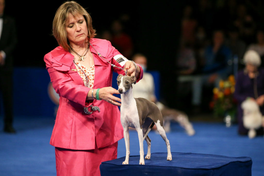 An Italian Greyhound being assessed on a platform.