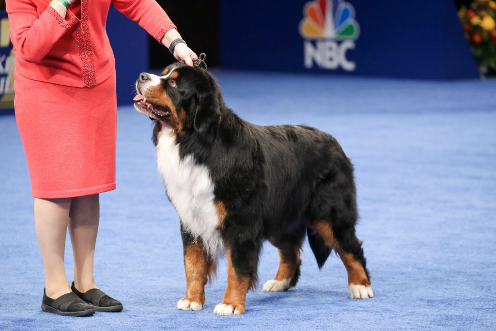 A Bernese Mountain Dog looking up at its handler.
