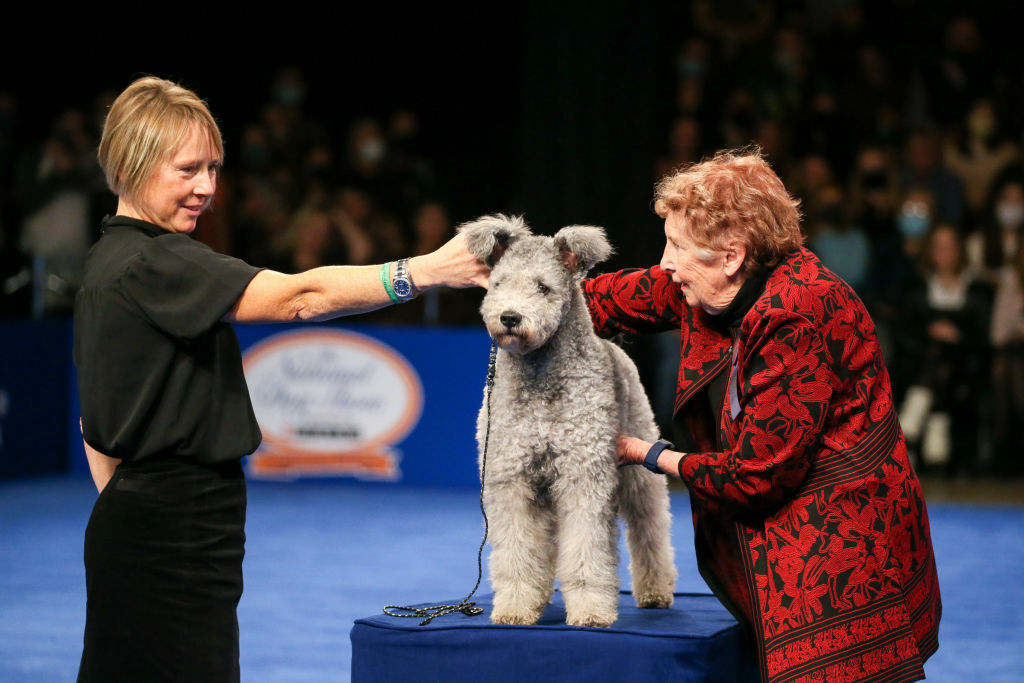 A Pumi being inspected.