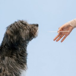 Wisdom Panel DNA test for dogs