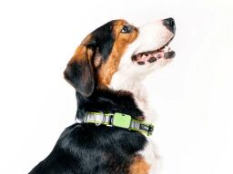 dog with green smart collar