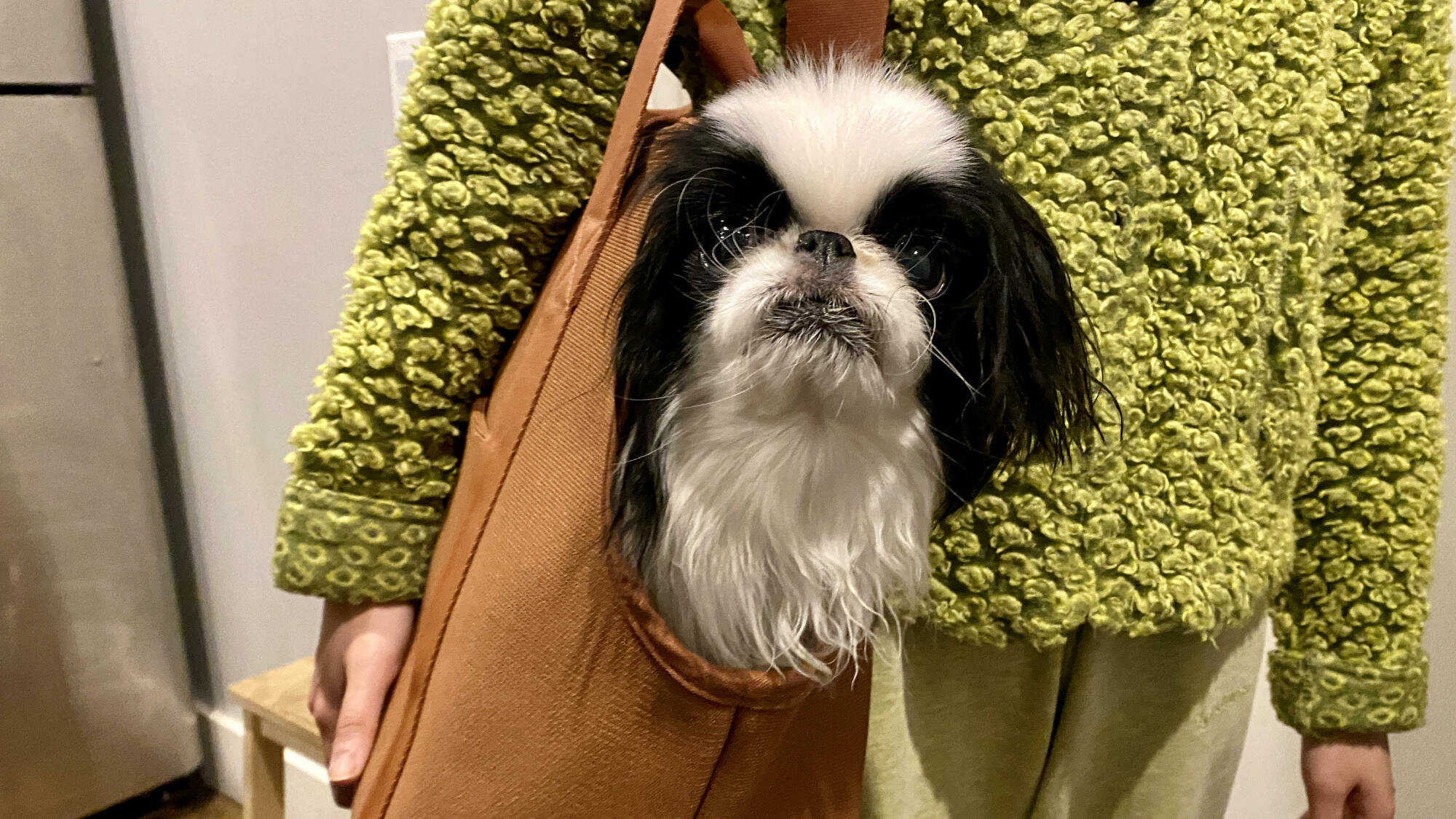 Leo the Japanese Chin in the Wild One Everyday Carrier.