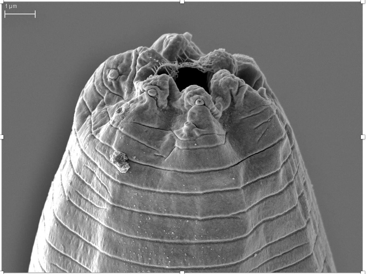 Image of the tarantula-killing parasite Tarantobelus jeffdanielsi.