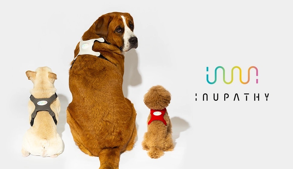 Image of small dog, big dog, and another small dog sitting, wearing Inupathy harnesses