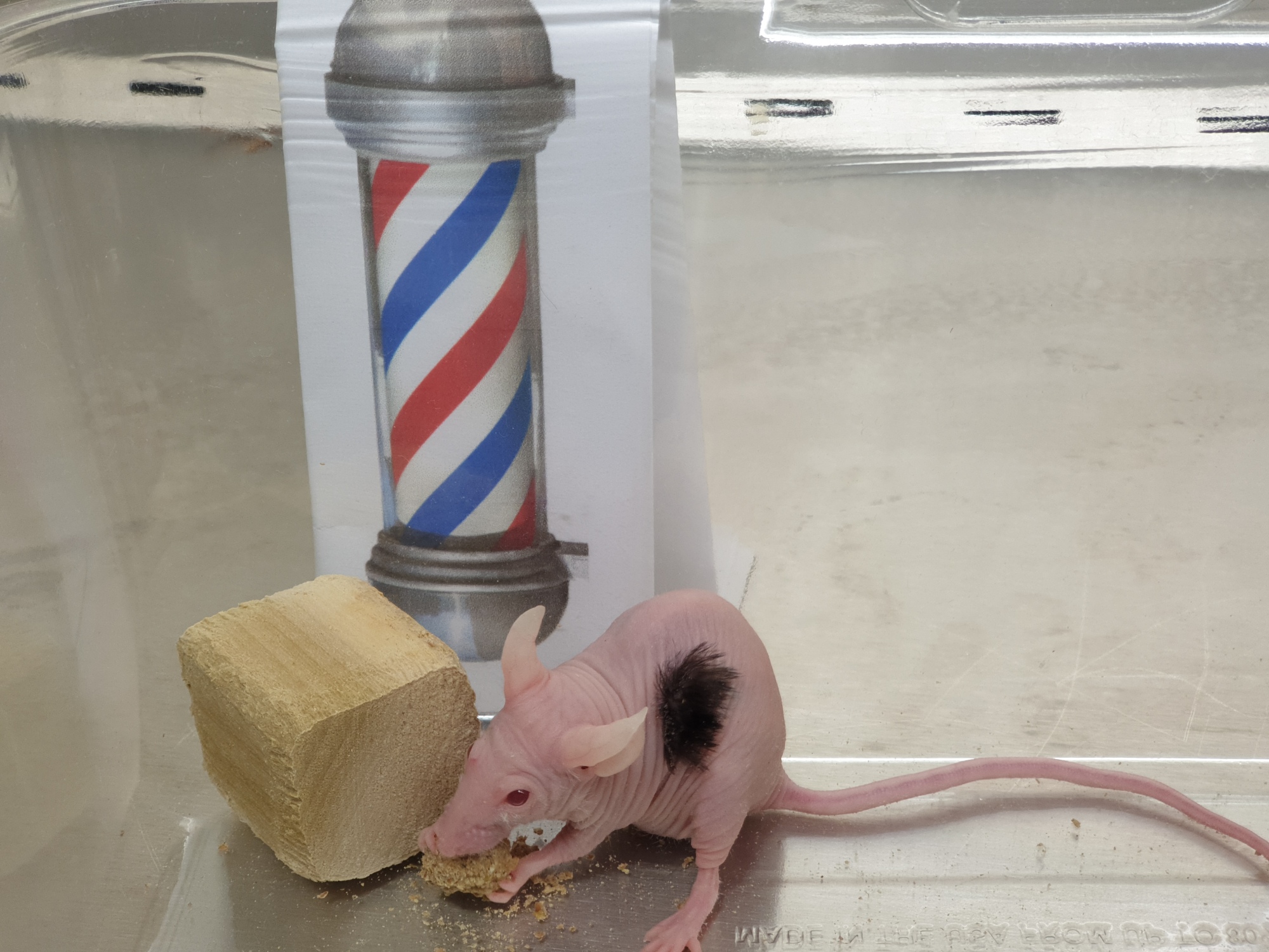 A mouse with a tuft of human hair on its side nibbles a snack in front of a barber's pole.