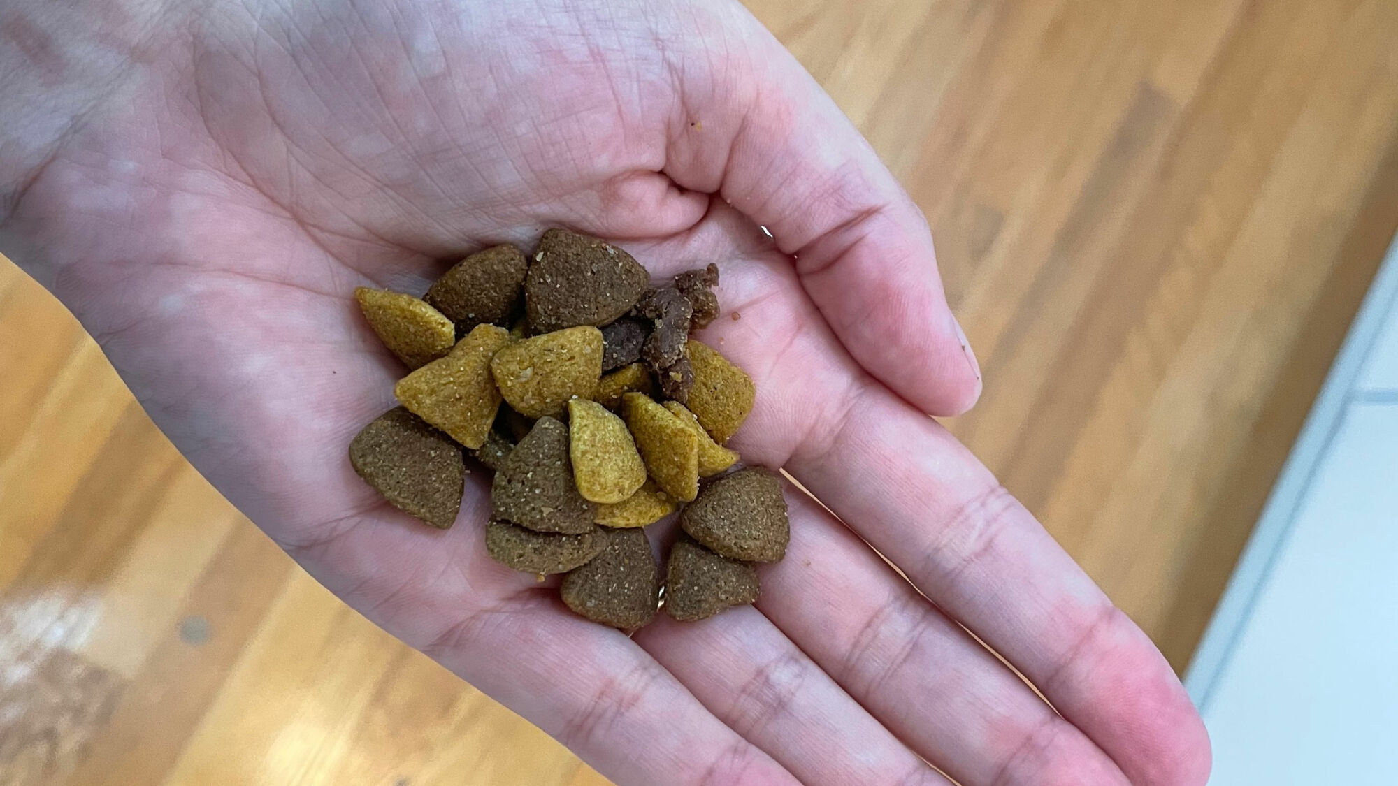 Image of hand holding a small portion of dog kibble