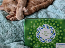 5Strands Pet Food and Environmental Intolerance Test on a bed next to a cat.