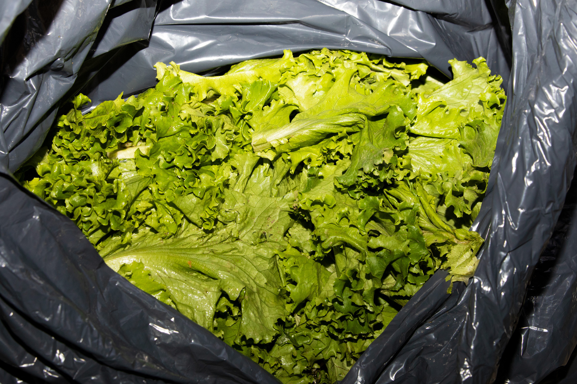 Trash bag containing abundance of lettuce