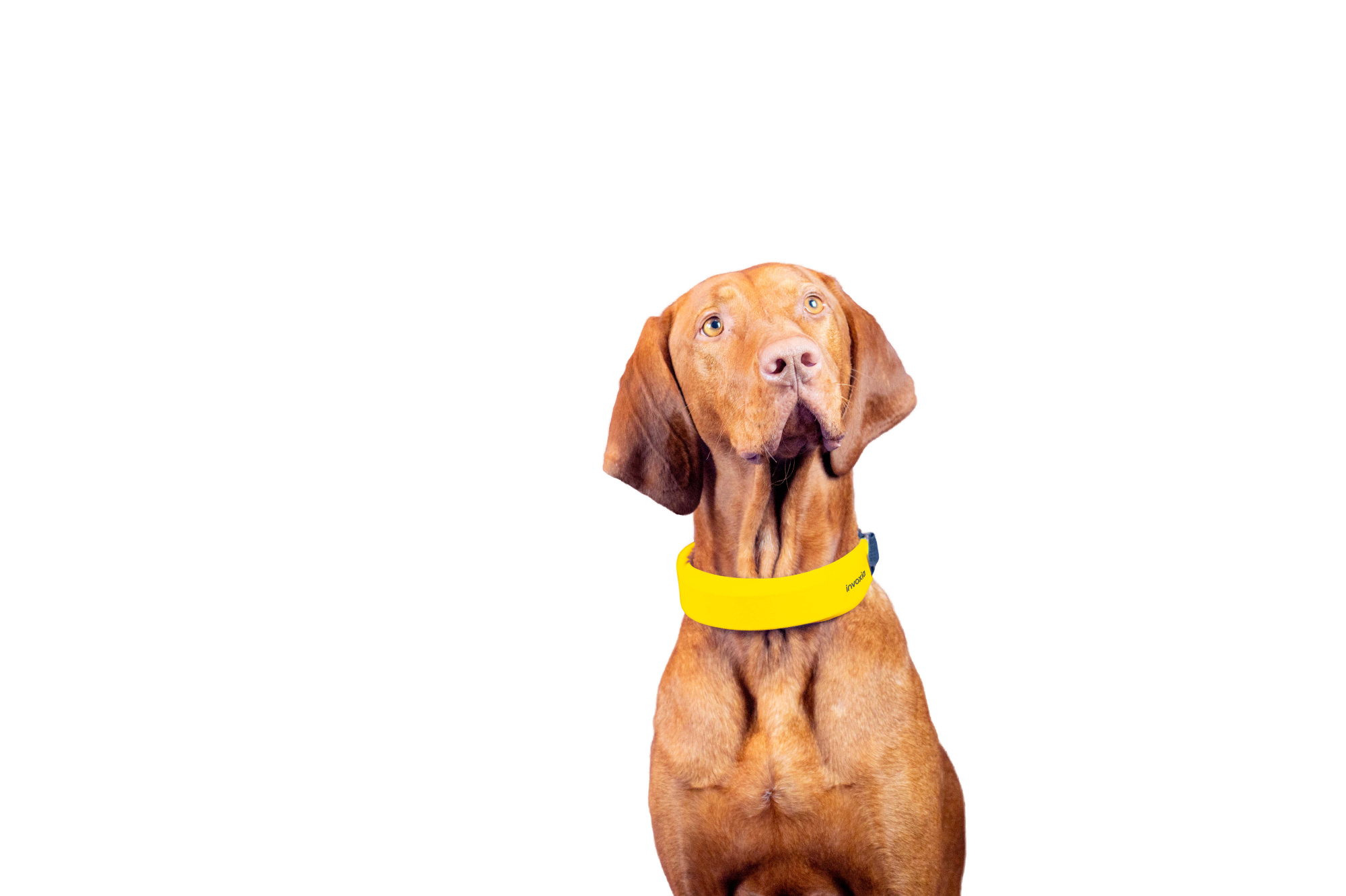 Image of sitting dog wearing a yellow Invoxia collar looking up at the camera.