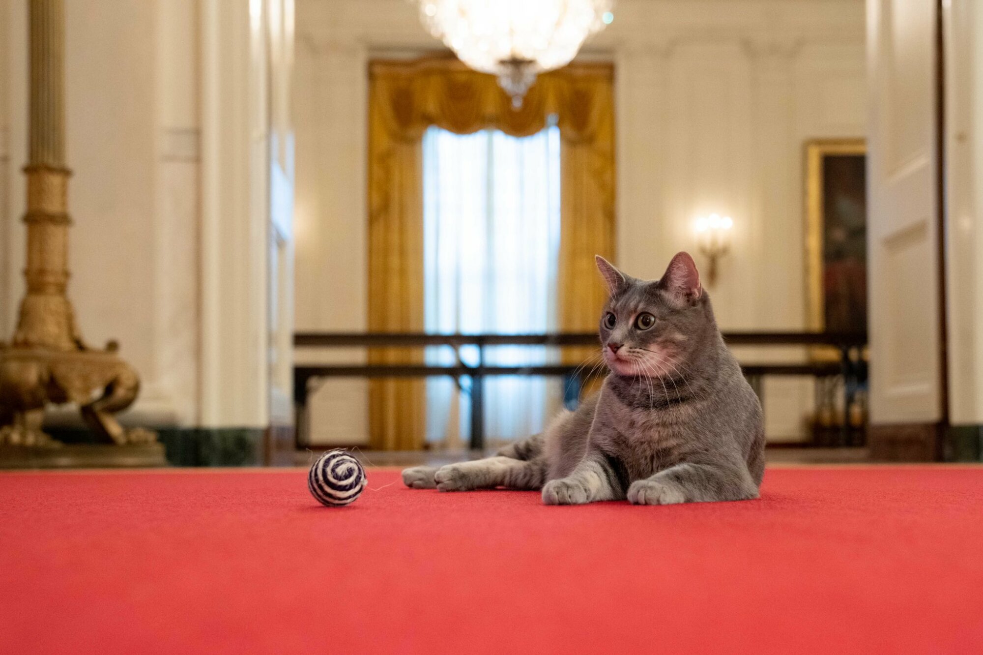 Image of Willow sitting on red carpet in the White House