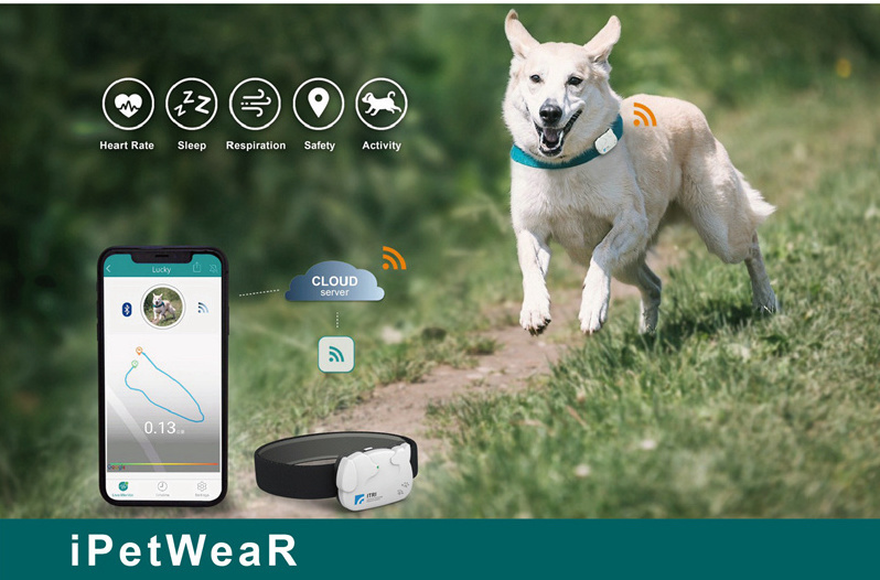 Image of dog running towards the camera wearing iPetWeaR smart collar