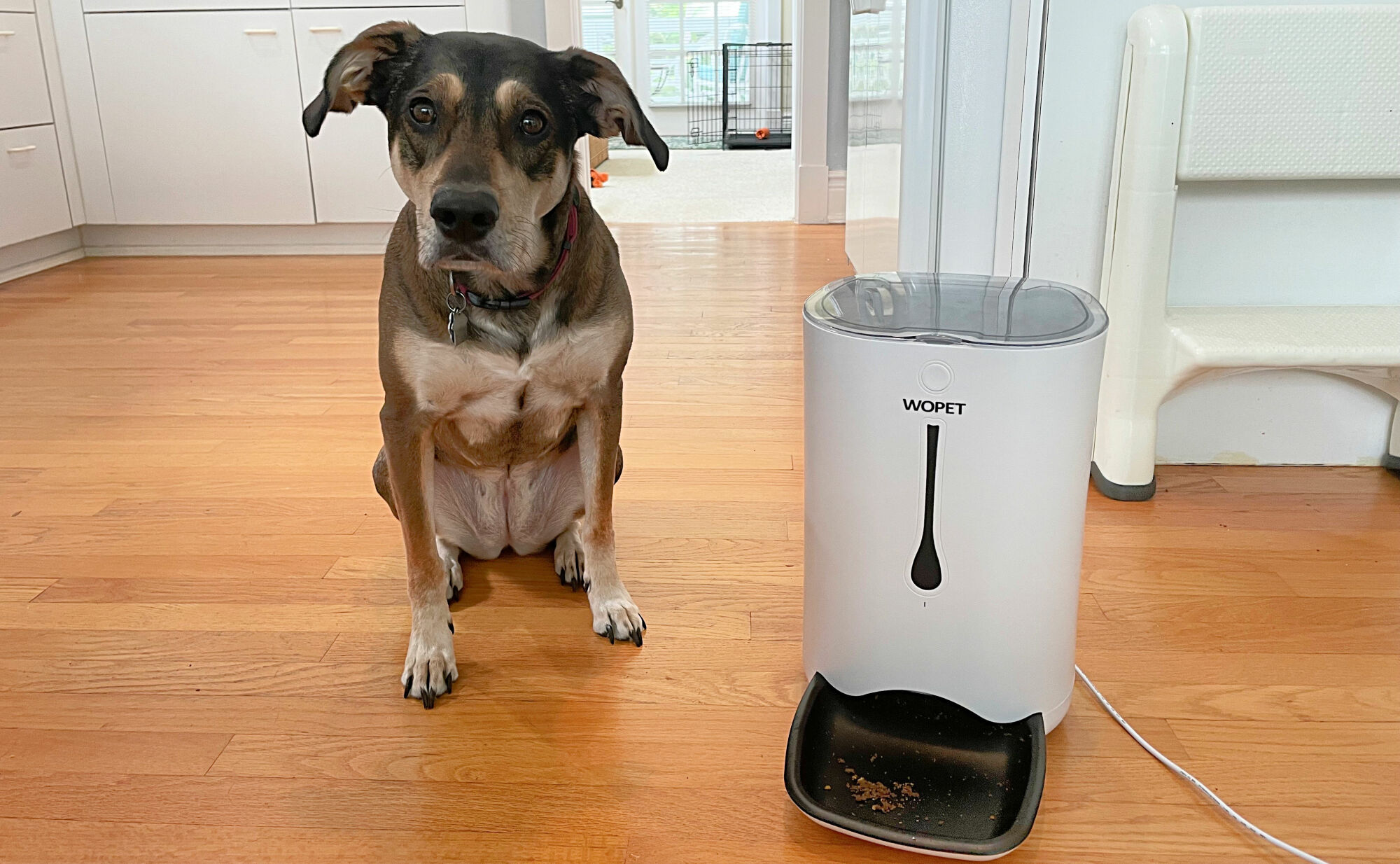 Author's dog sitting next to automatic feeder