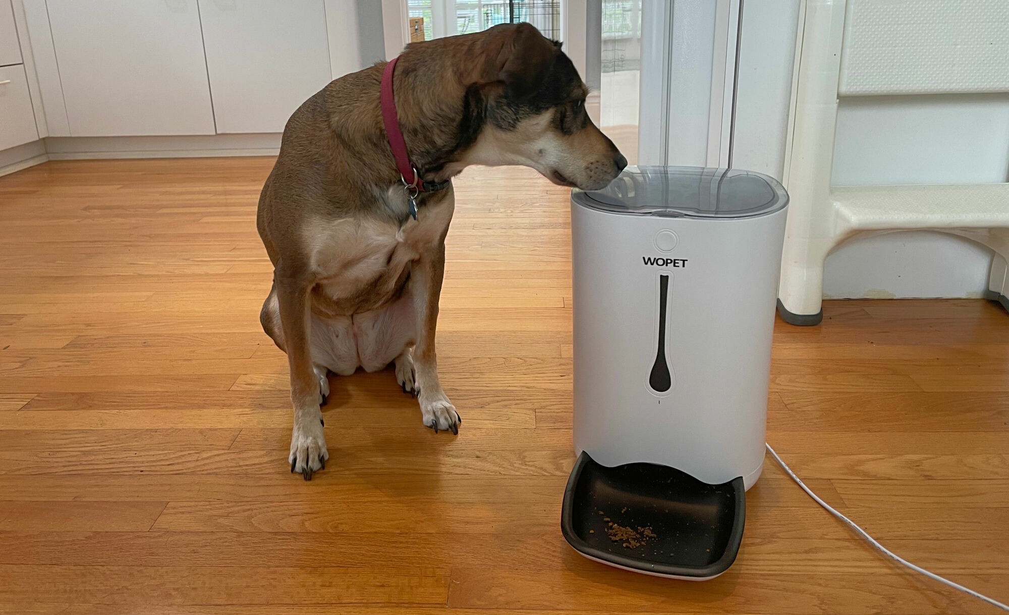 Image of author's dog sniffing the automatic pet feeder