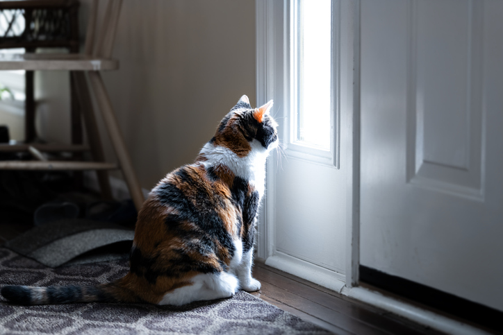 A calico cat looks out the window next to the front door.