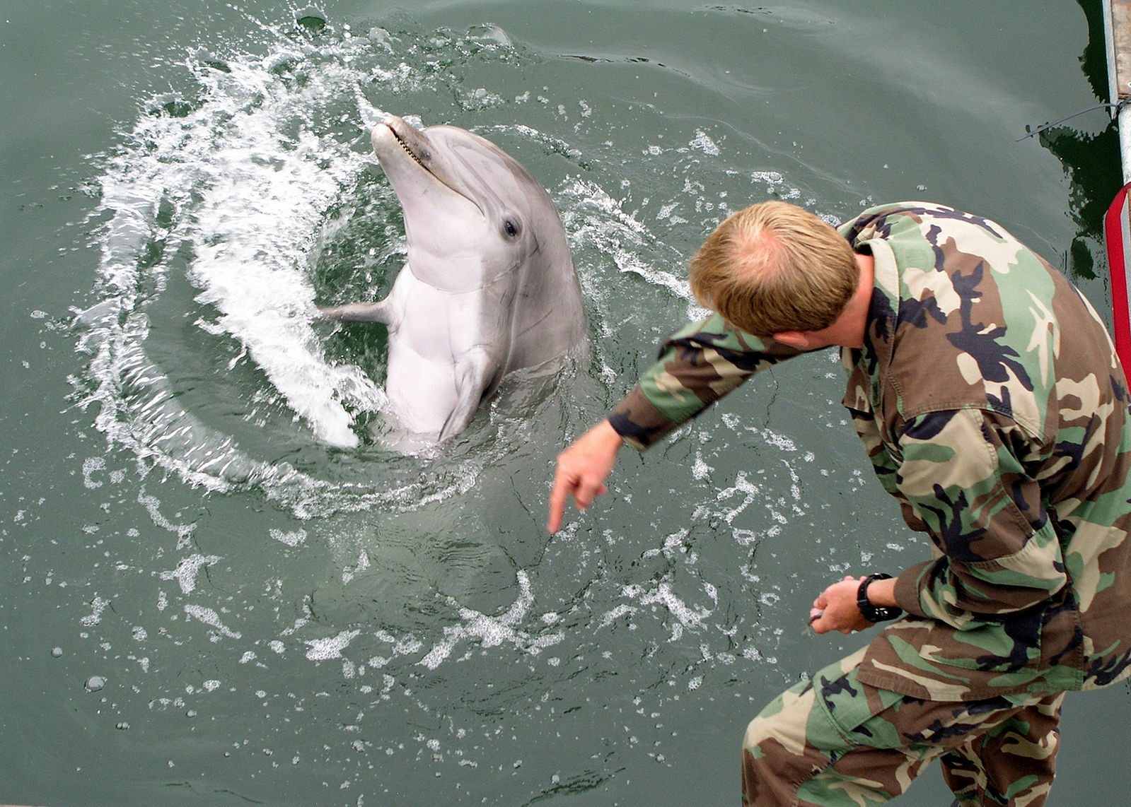 Image of military person working with a dolphin