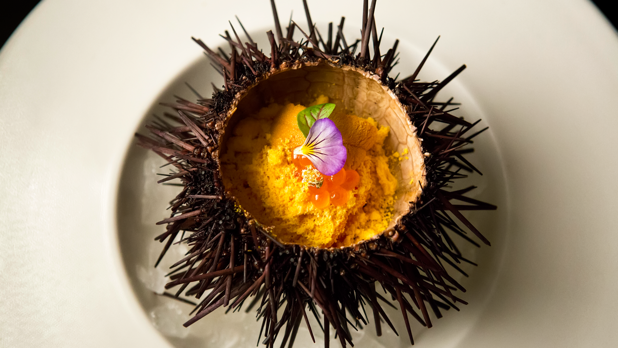 A sea urchin dish