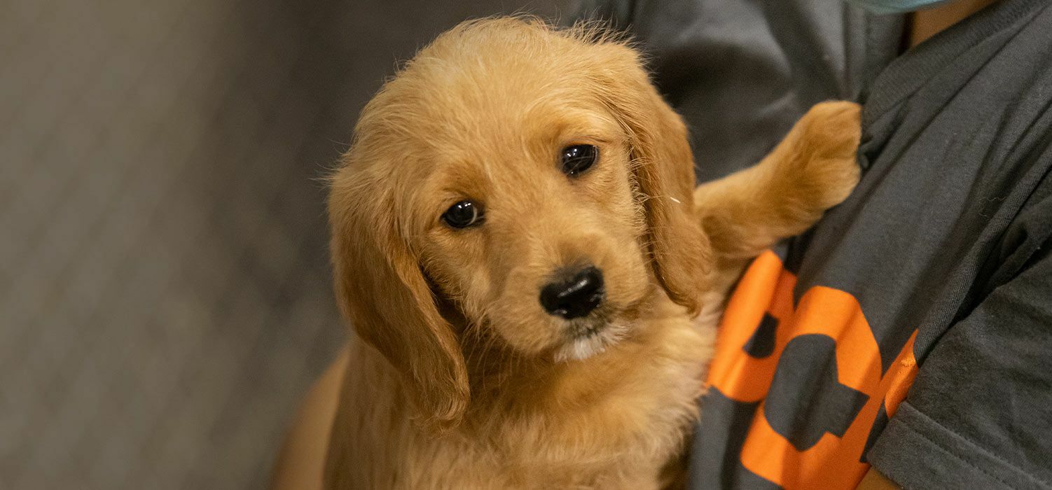 Image of puppy being held by ASPCA member