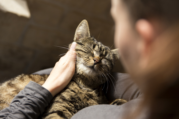 A happy cat being stroked behind its ear