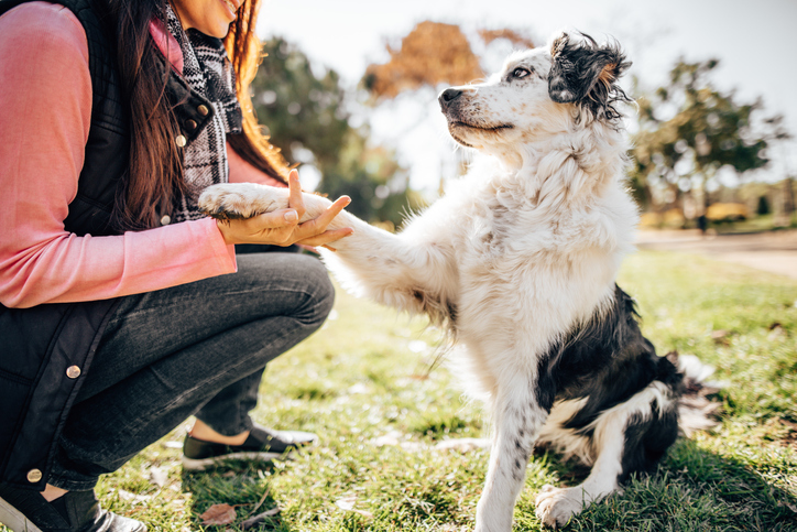 Image of dog in park giving its paw to a woman