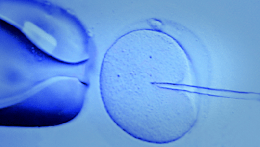 Microscopic image of cell being injected with something
