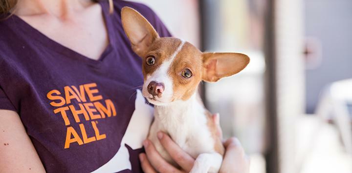 Image of person wearing a t-shirt that says "save them all" holding a chihuahua