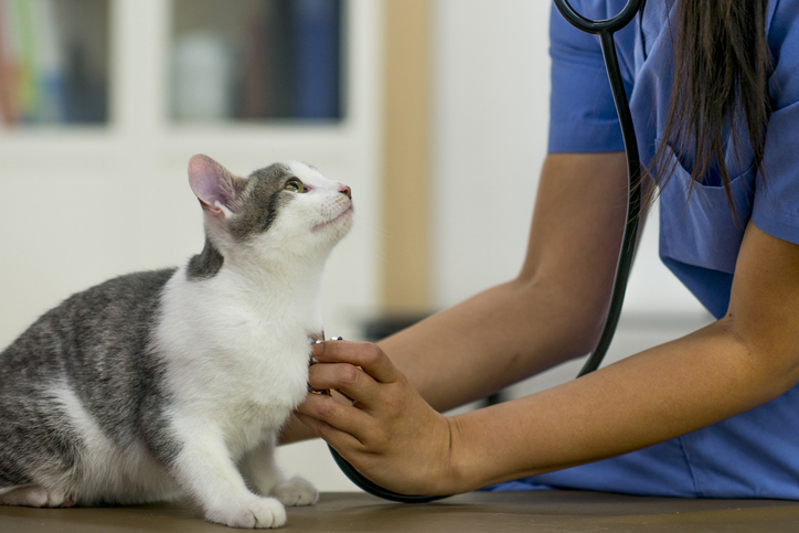 A kitten being examined by a veterinarian