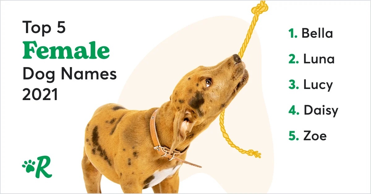 Image of dog pulling on a rope next to text of top female dog names