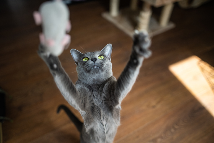 A grey cat trying to catch a toy mouse