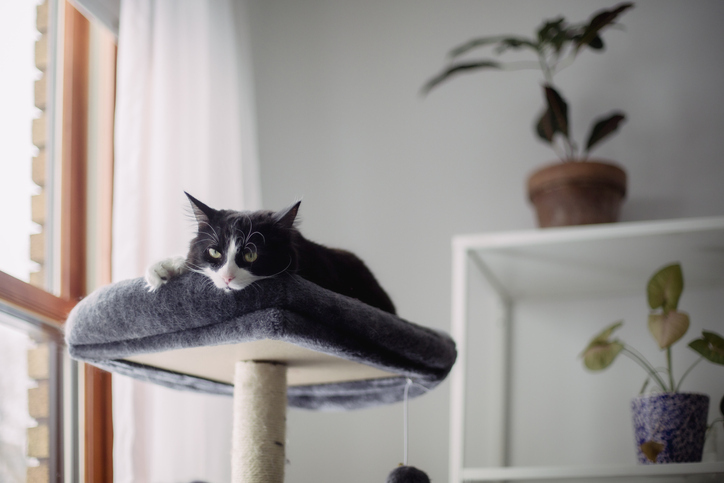 A cat in a cat tree