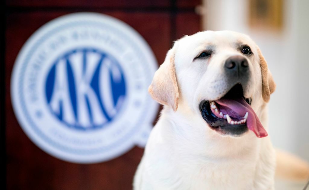 Image of labrador with AKC logo in the background